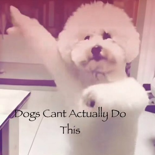 Certified Trapper "Perc 10" evangel Mixx