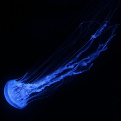 Fishpond Festival 5. Year Anniversary