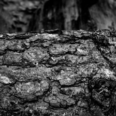 Amsel Auf Der Fichte