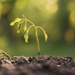 Bad Seed (4/25/24)