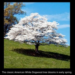 Under The Dogwood Tree