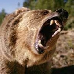 BEAR ATTACK