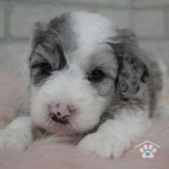Sheepadoodle Puppies for Sale