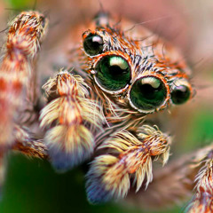 Creepy Creatures