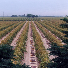 Valley Farmers Push for Immigration Reform