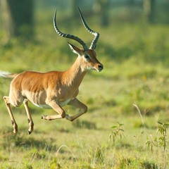 IMPALAS.