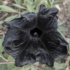black bloom in duß