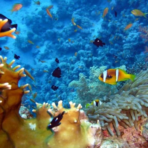 ออโรนอรอน-. Rocket League background music (FREE DOWNLOAD)