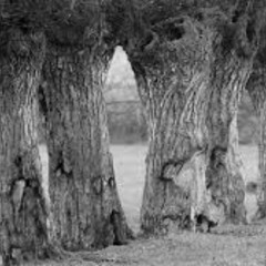 Stare drzewa - Kortez' cover (ft. piano ELIAH Sławek Galant) 2024