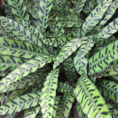 DT12.4 Impetuum Mobile