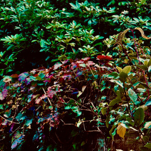 Le béguin pour jedruu (11.02.25)