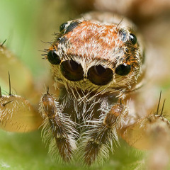 Spider Riddim (clip)