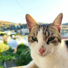 The Game Game (near Final)