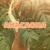 Artwork for Anacaona 1503