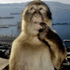 monke