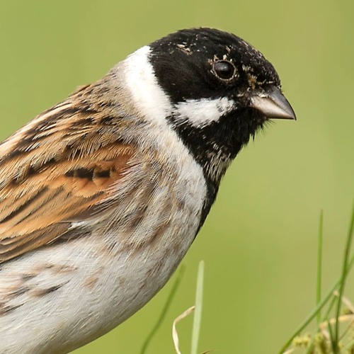 Reed Bunting - MixPre - 6381