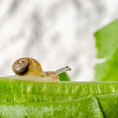 Little snail travels through the prairie