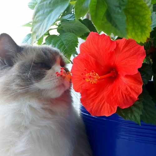 Last Christmas (cover / Wham!)