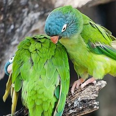 10. The Parrot And The Hen