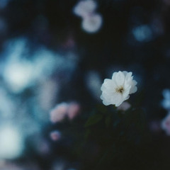 LOVE THE WAY THAT YOU LIE