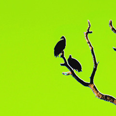 leaving before the summer