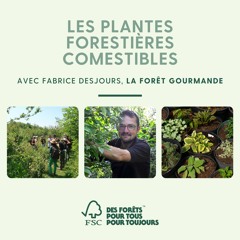 Podcast | Se soigner grâce à la forêt