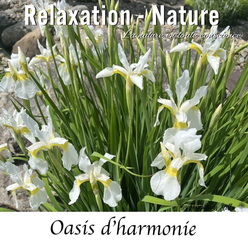 Oasis d'harmonie