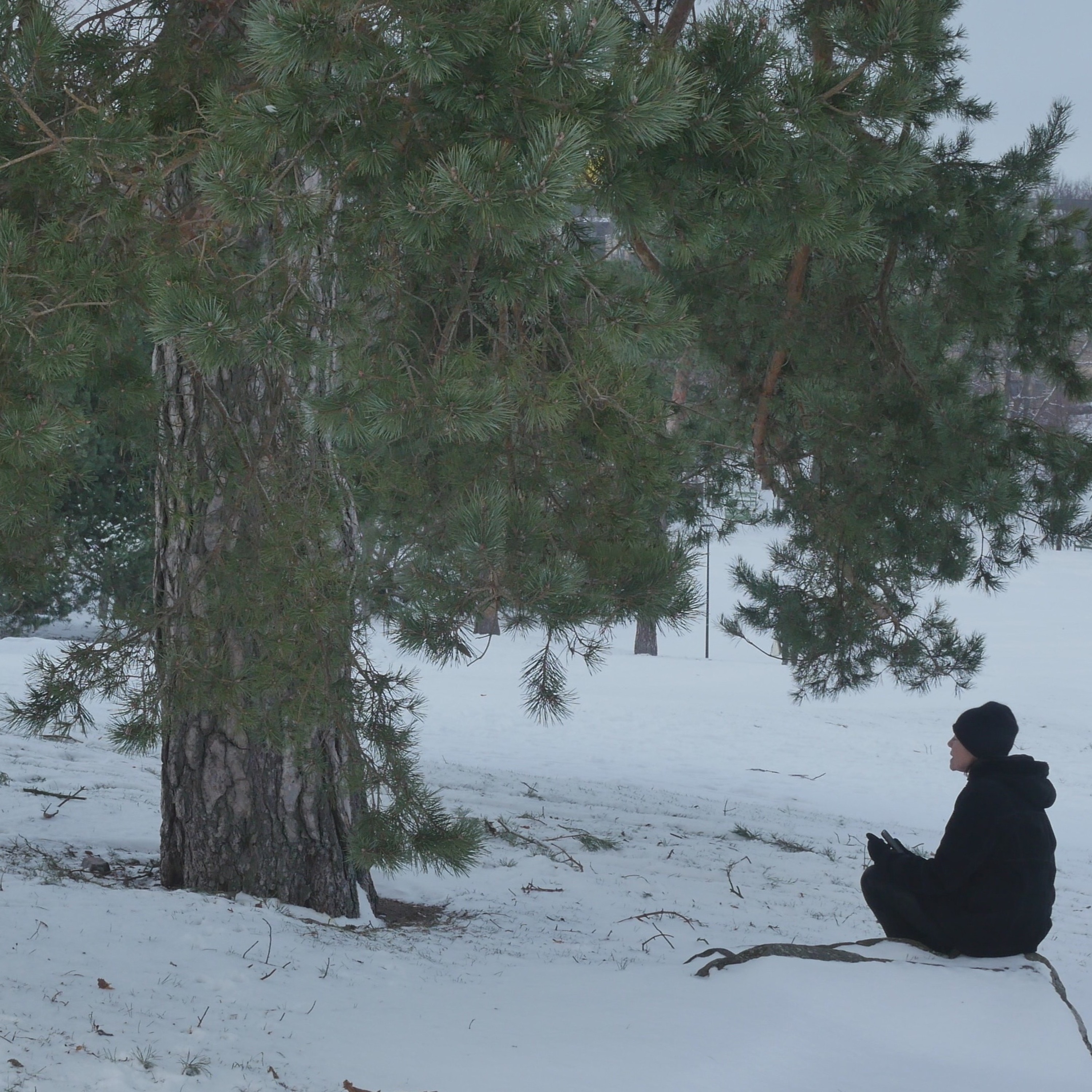 Pondering With A Pine In The Park - 20 episode artwork