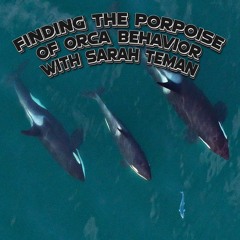 Finding the Porpoise of Orca Behavior with Sarah Teman
