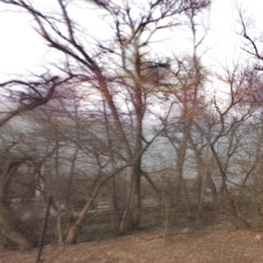 blood orange_20251215