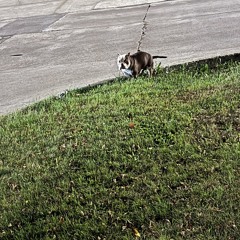 SBLandoo-Issey Miyake