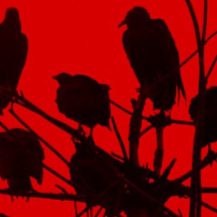 crowsinthesky prod. phree