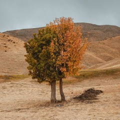Mercan Argunağa-Kazacok