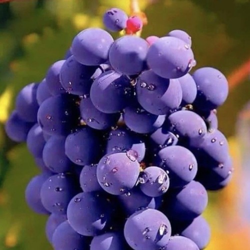 FastBuck Raving Techno