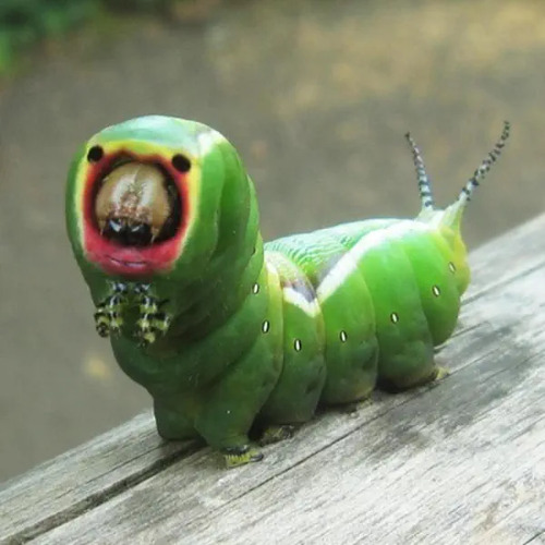 milkreset - weird bug + Nosgov