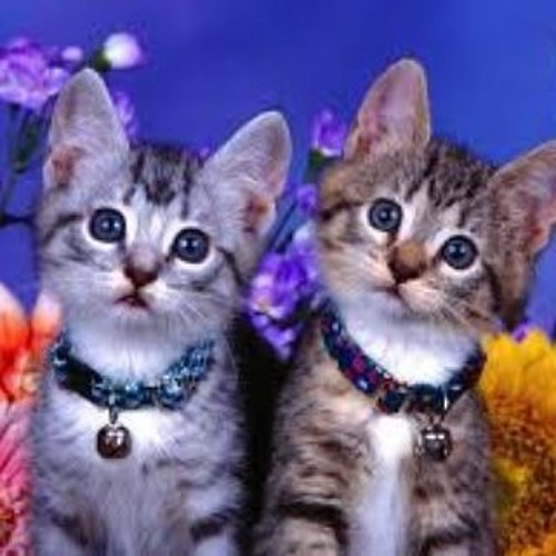 FIGURINHA - [ DIO JAHAT FT ADLYN ] KONCET X KINCIT #VVIP EXCLUSIVE