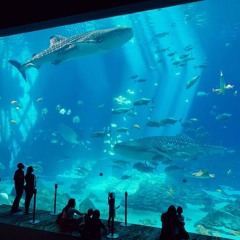 aquatic sequence. @prōd.ǎċ3 @unkn.tm #JerseyClub