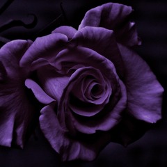 frozen flowers (excerpt)