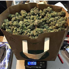 Lucio101 — Kush oder Haze ?
