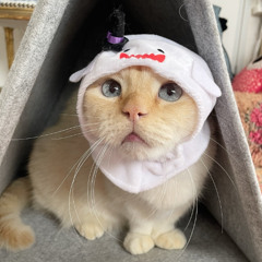 SPOOKY SCARY SKELETONS DANDO XERECADA POR CIMA DA PICA 💀🎃