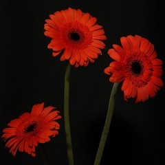 orange gerbera