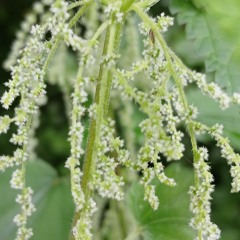 nettle seed - the poem and the songs - do read the description