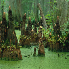 Swamp Meth