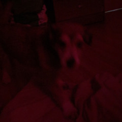 catarreo hogareño x ratayjade