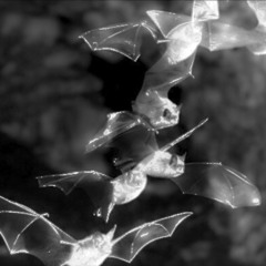 un ptit peu comme les chauves-souris (bayergartner)