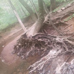 THE TREE THAT STRETCHED INTO THE SKY