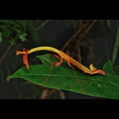 HK_Calm-&-Steady_tracks_279