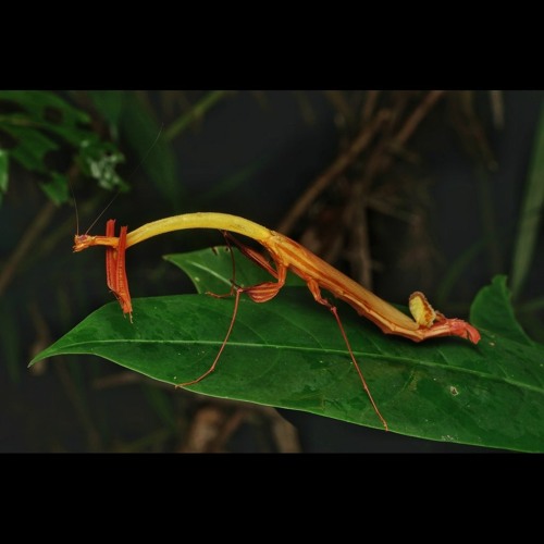 HK_Calm-&-Steady_tracks_279