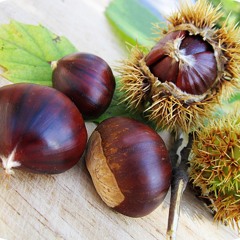 Cueillette d’automne : comment distinguer châtaignes et marrons ?