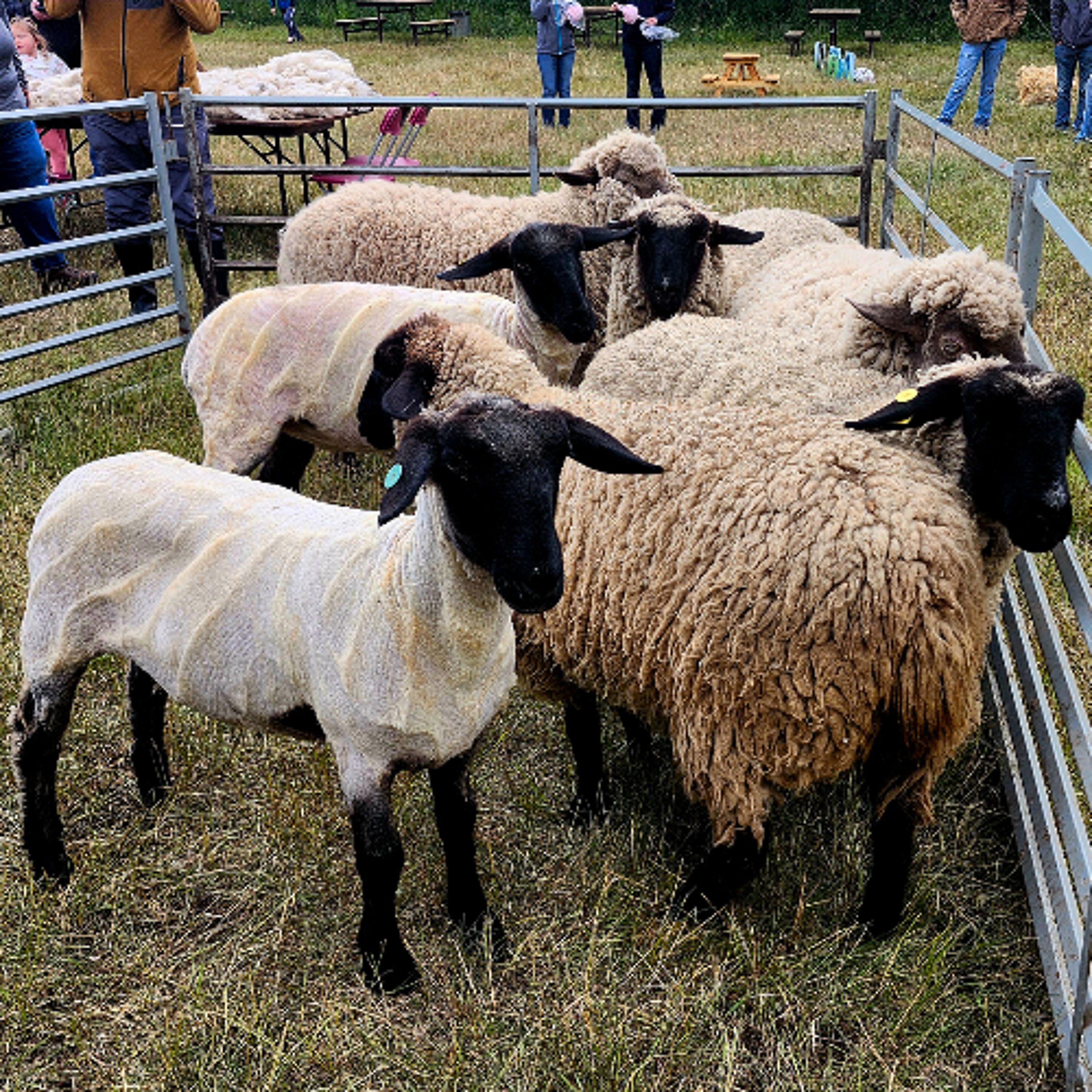 How Alberta Farmers Are Turning Agrotourism Into Opportunity